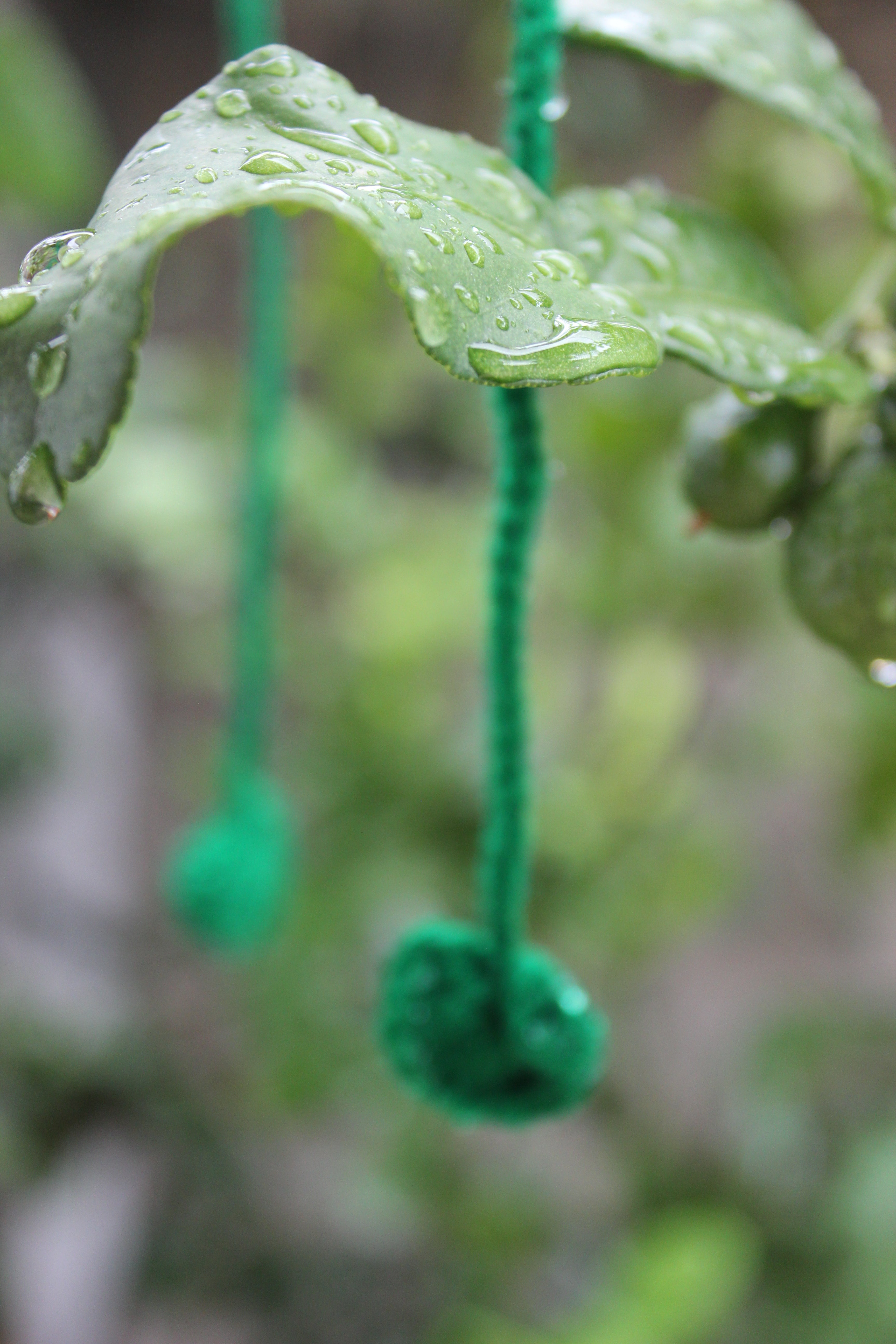 Watermelon Crochet headscarf