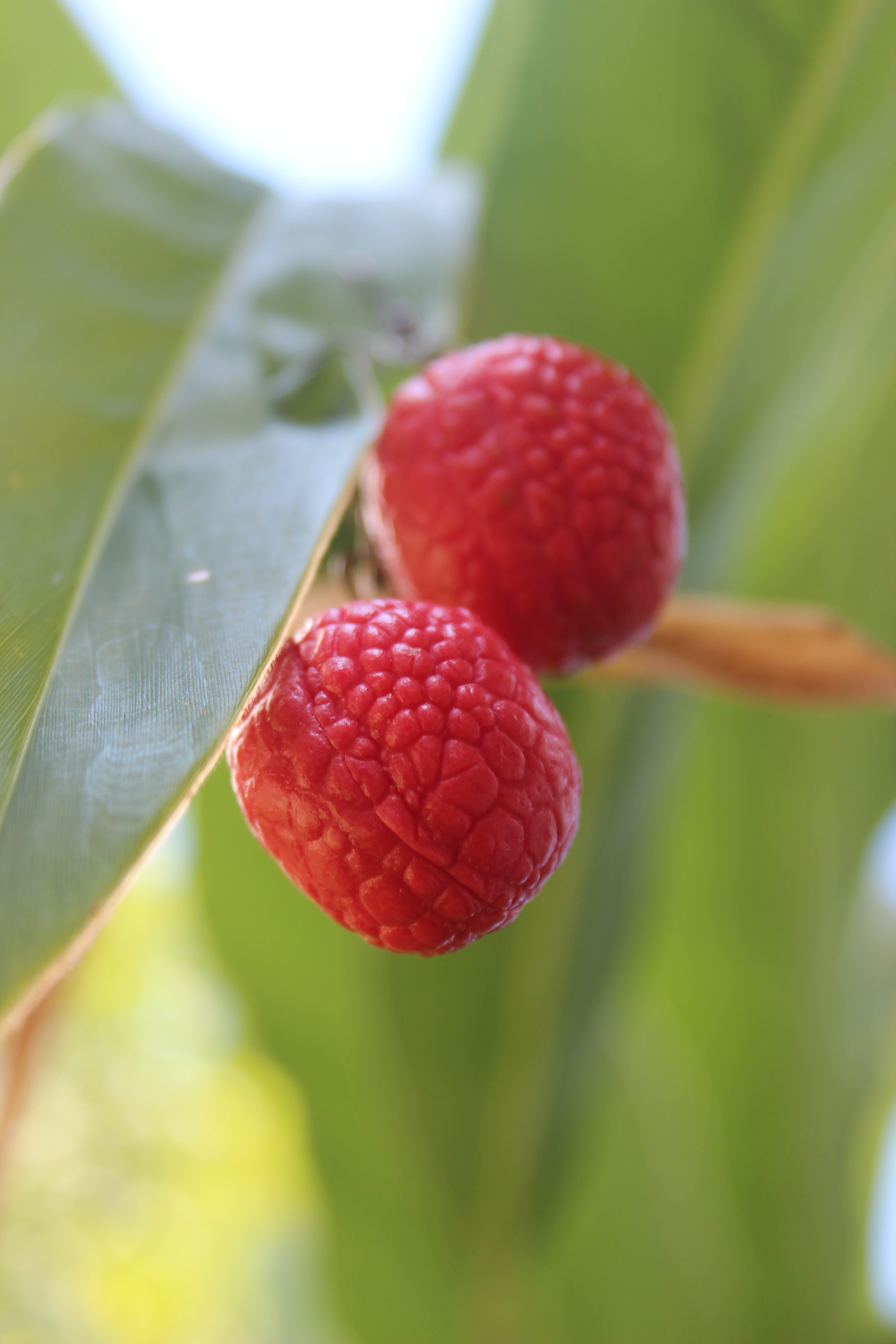 Lychee Love Earrings