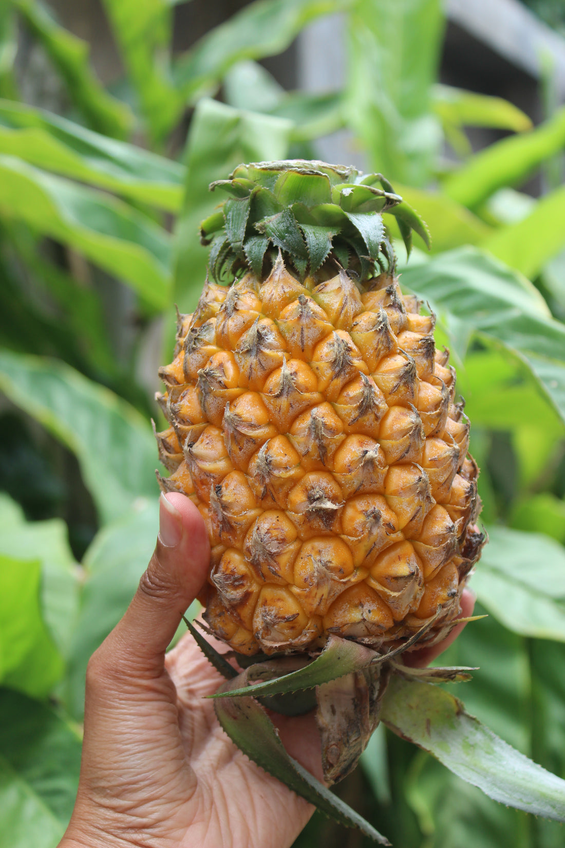 Pineapple Earrings
