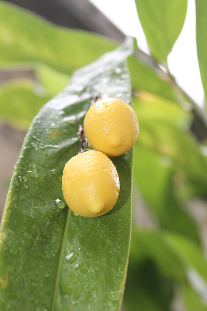 Lemon Drop