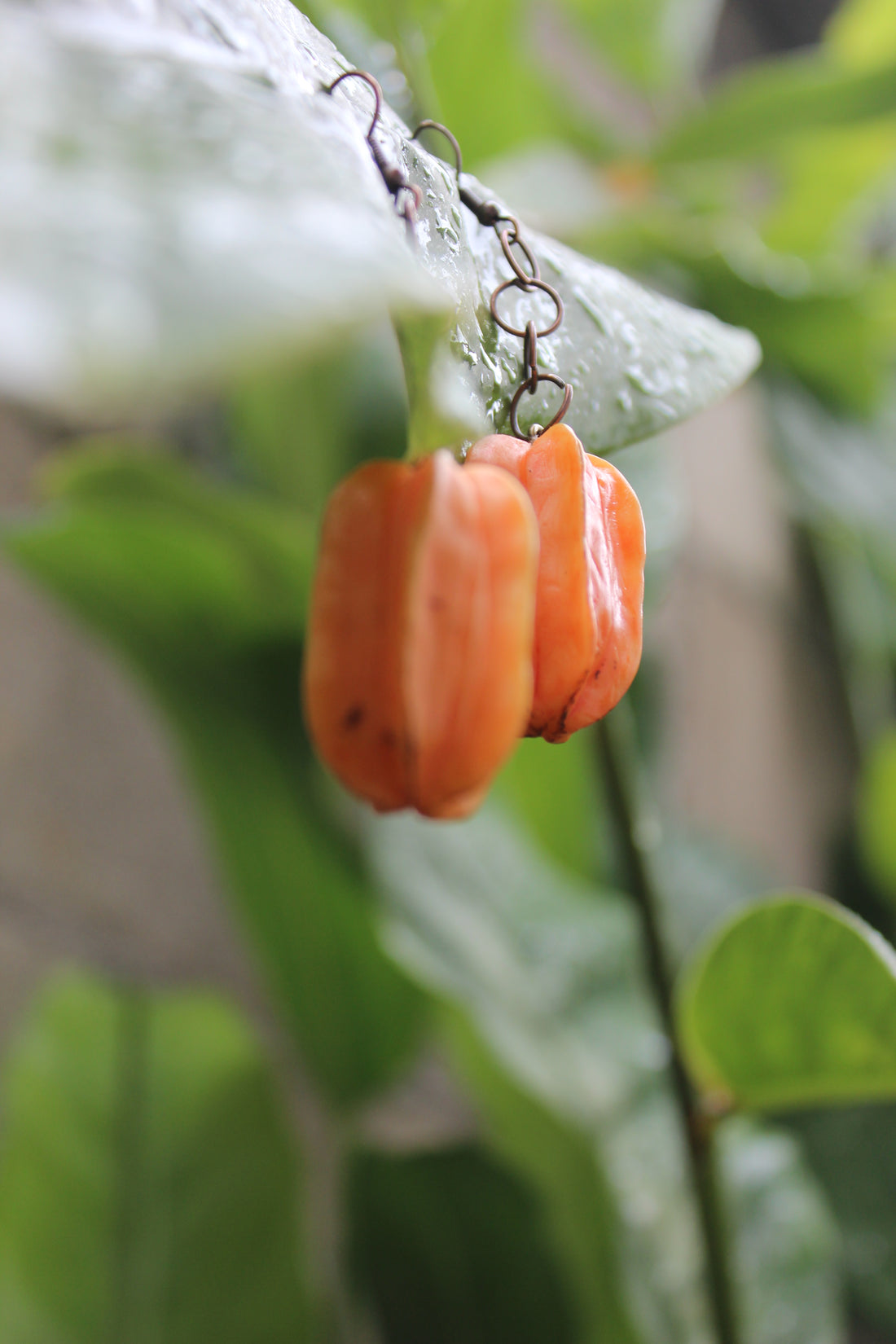 Starfruit