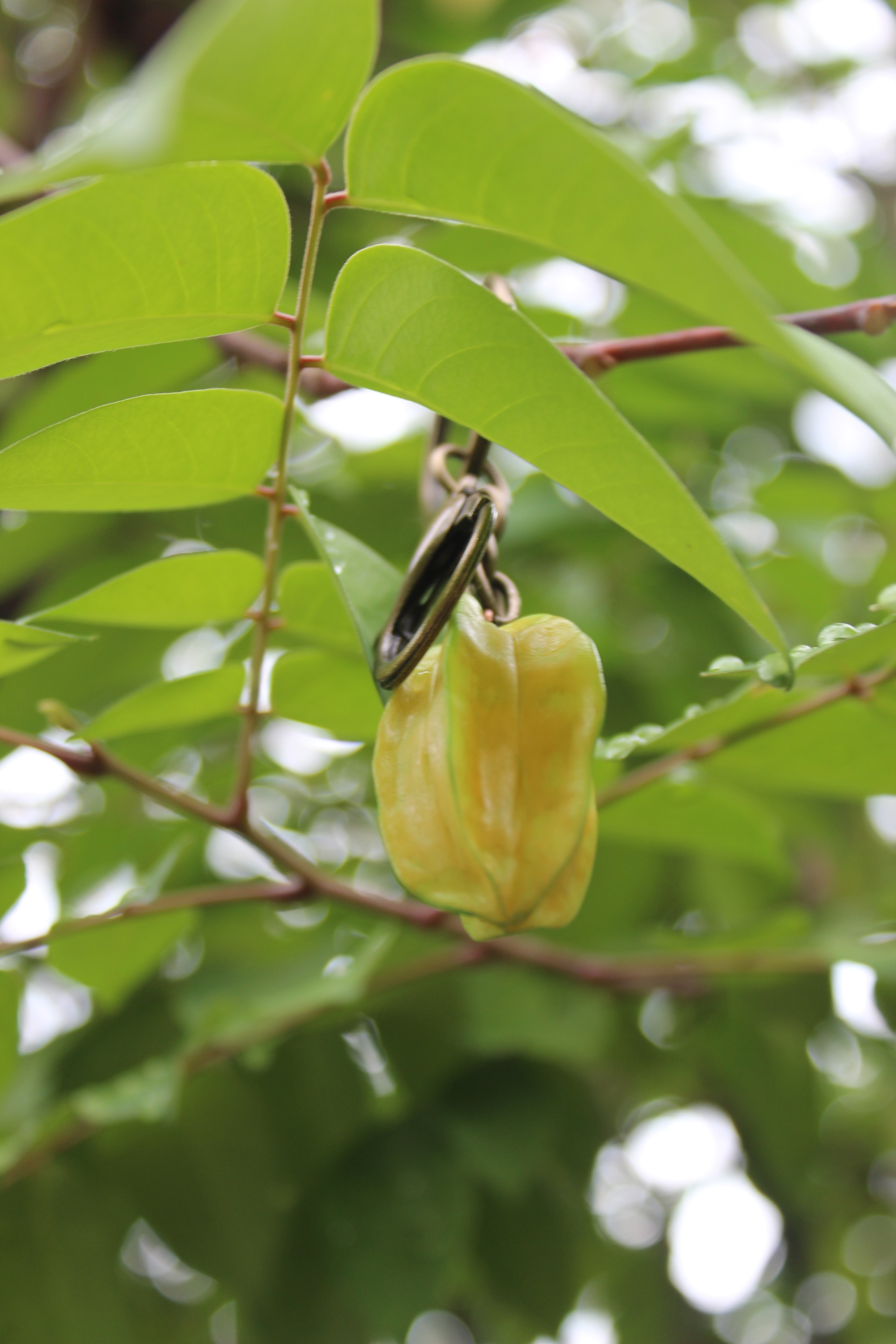 Starfruit Brass Keychain