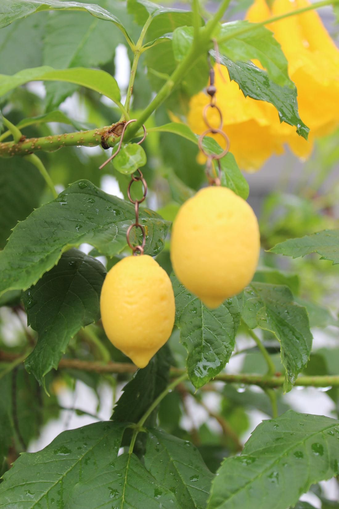 Lemon Drop