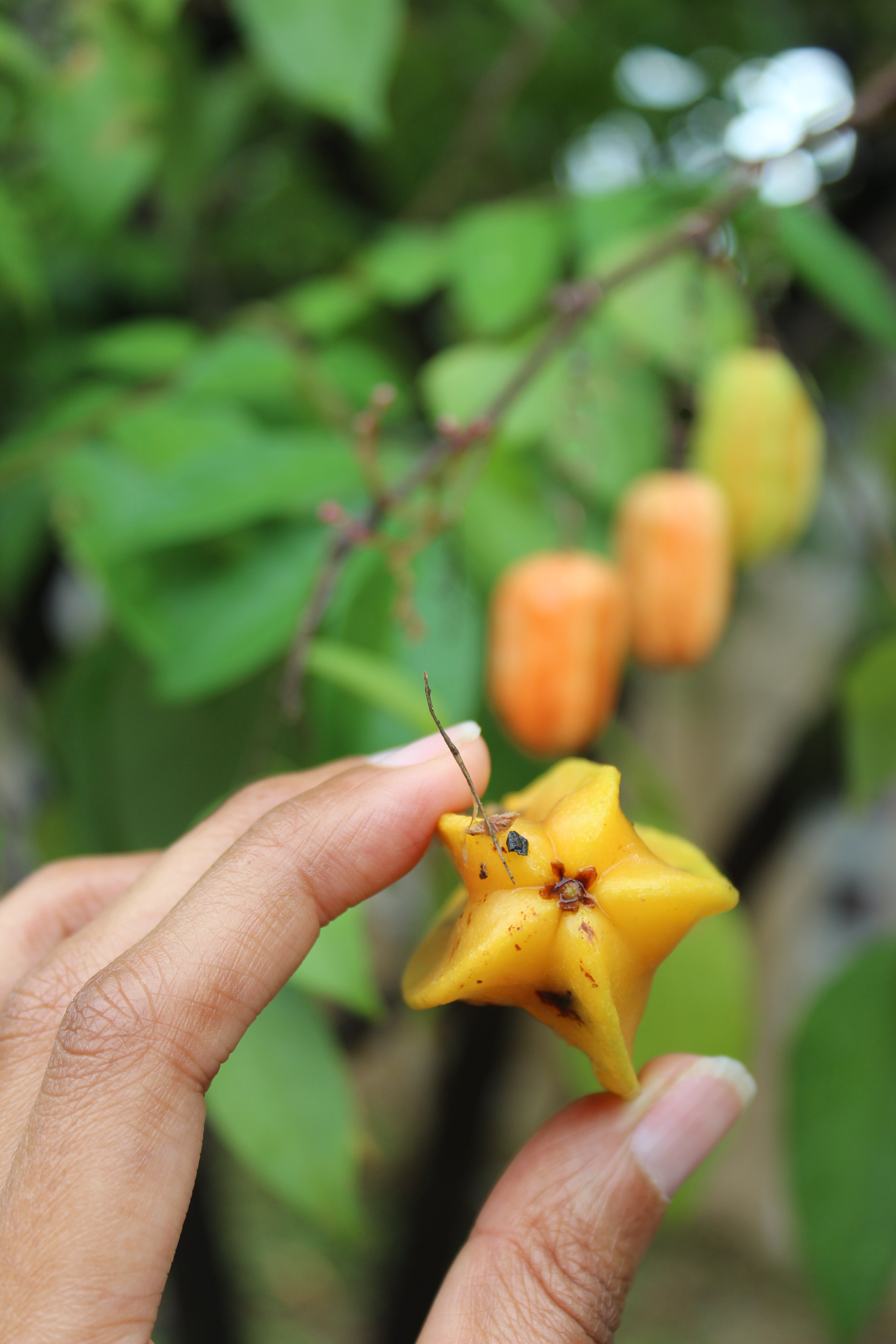 Starfruit