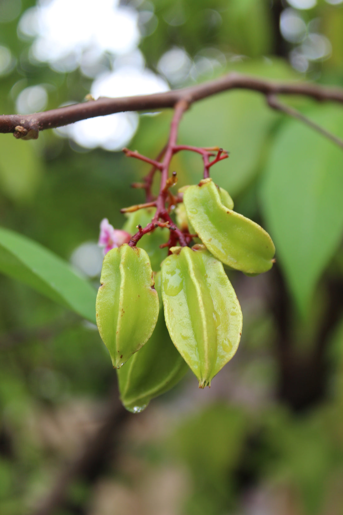 Starfruit
