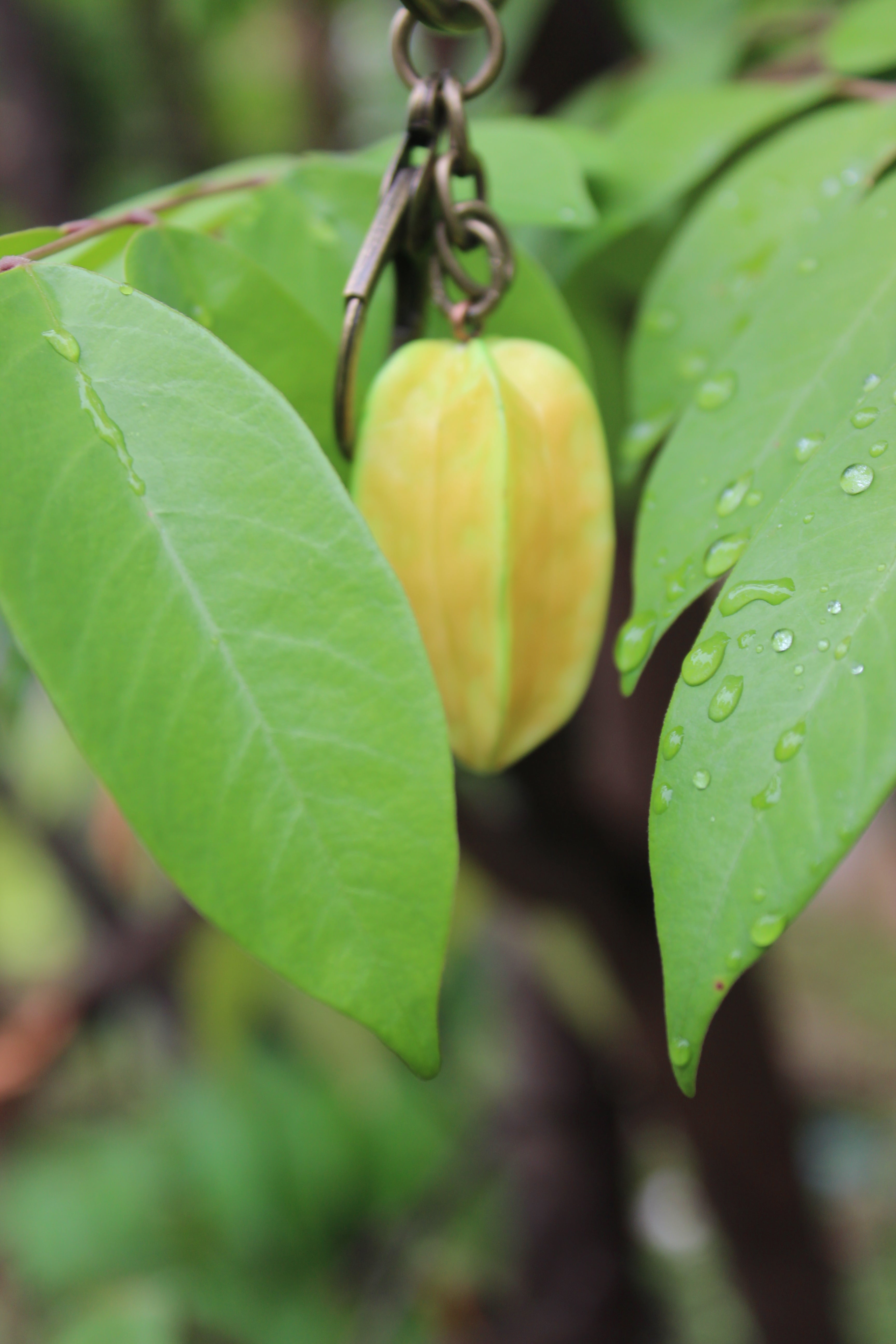 Starfruit Brass Keychain