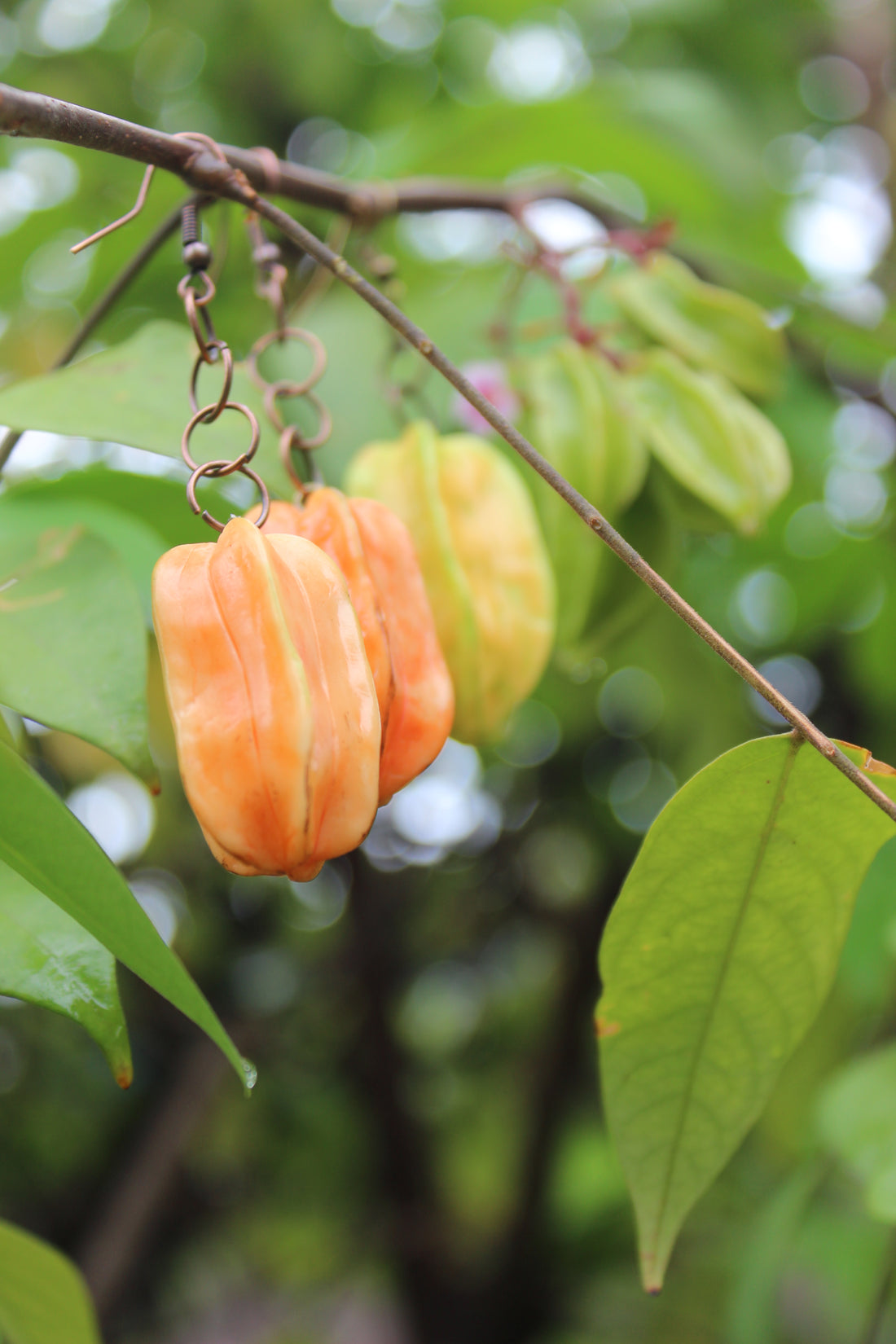 Starfruit