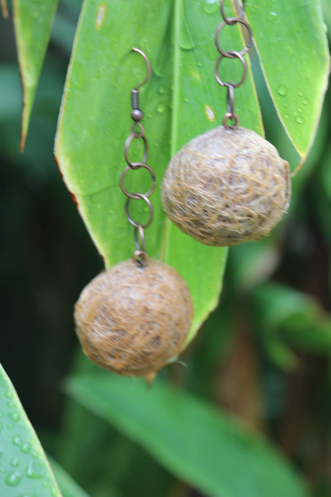 Coconuts