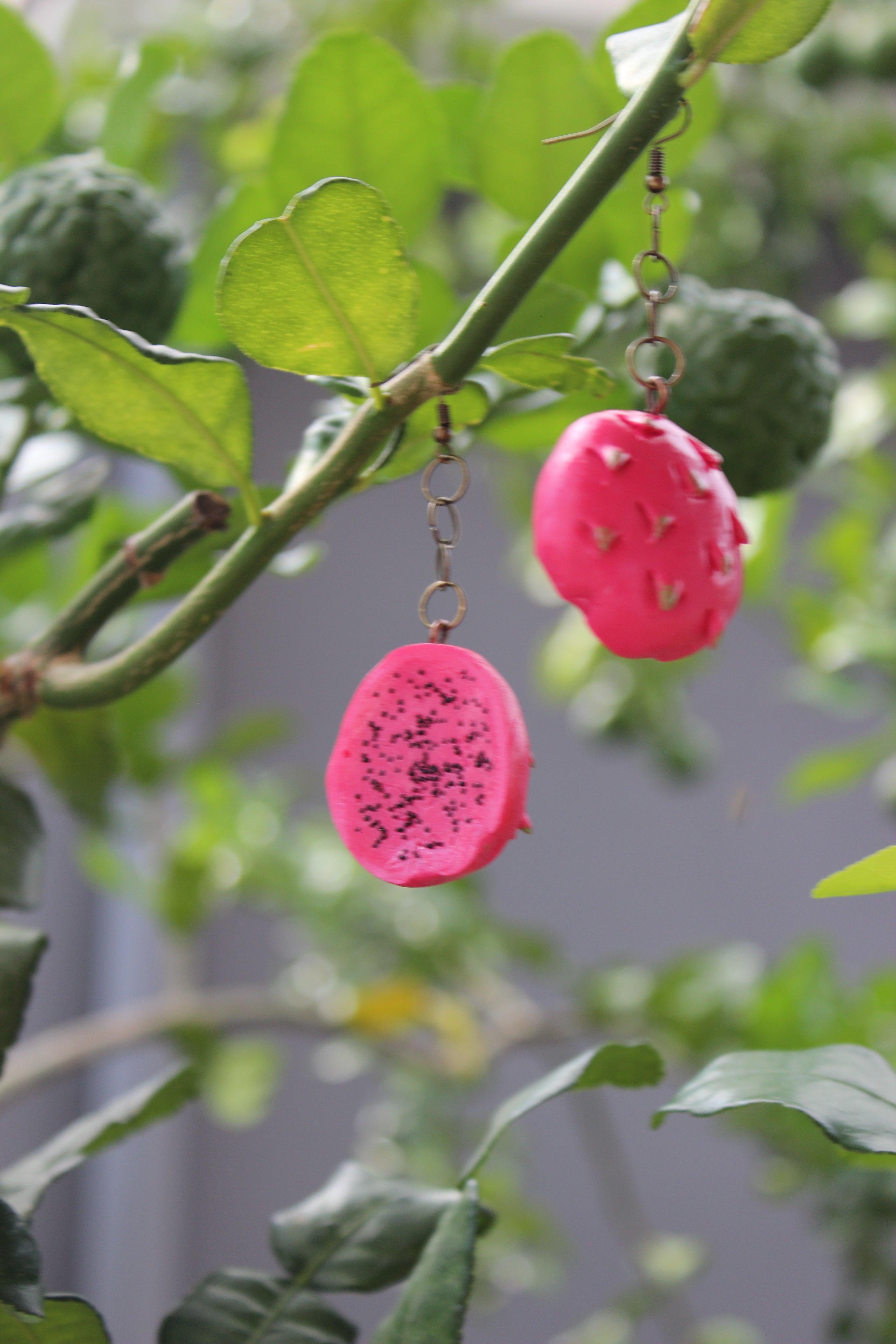 Pink Dragon Fruit Slice