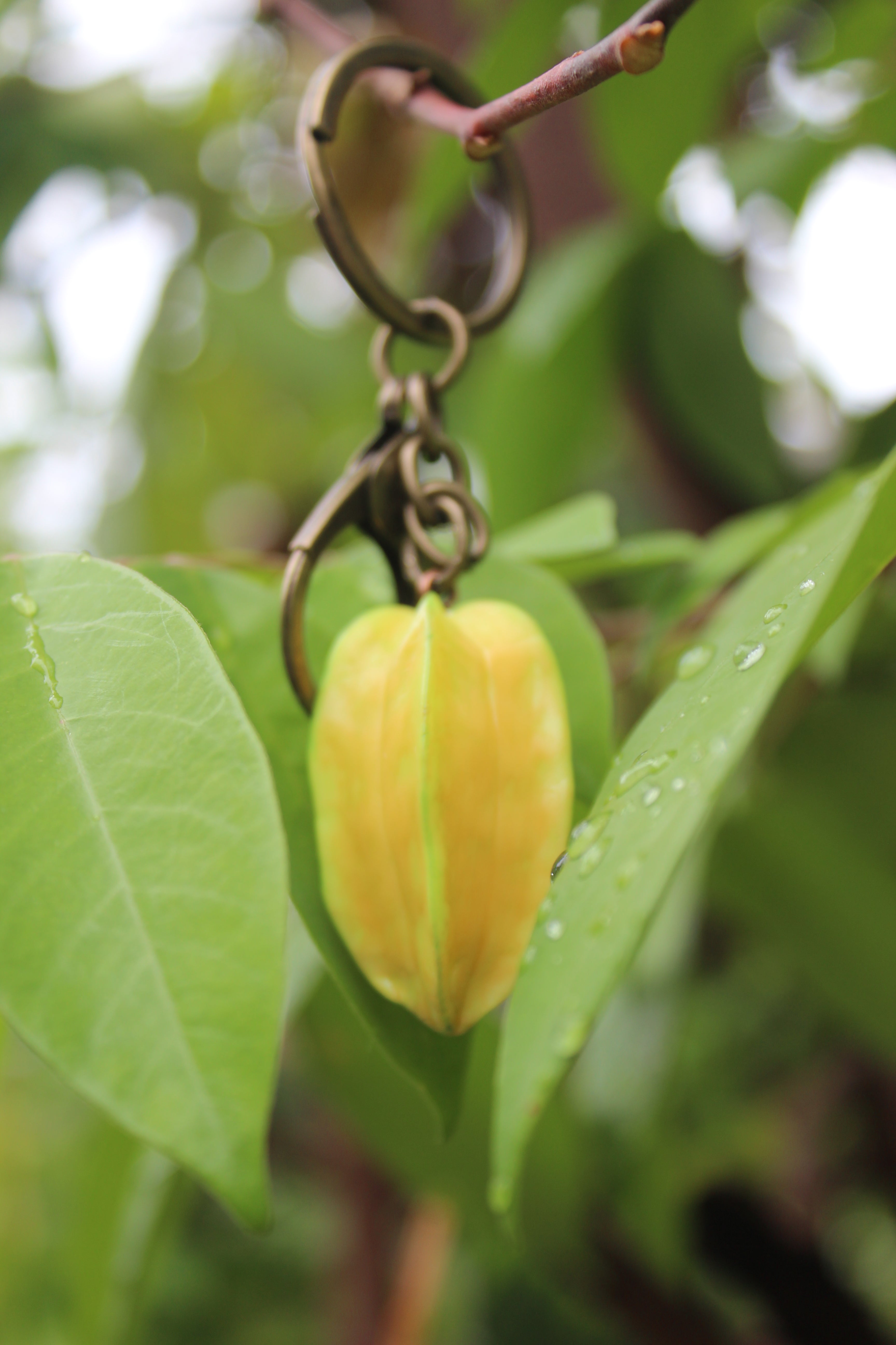 Starfruit Brass Keychain