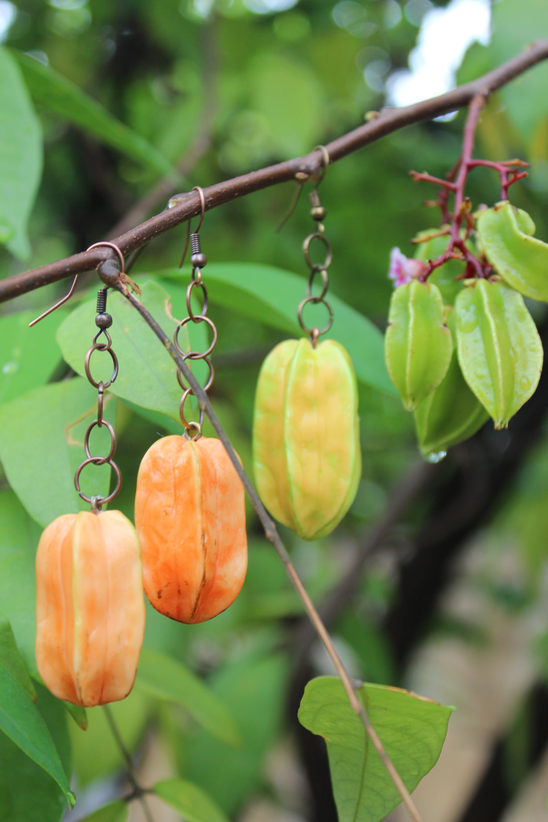 Starfruit
