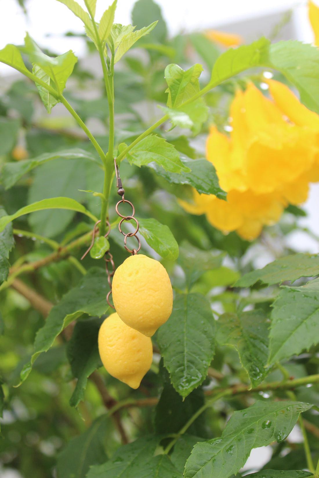 Lemon Drop