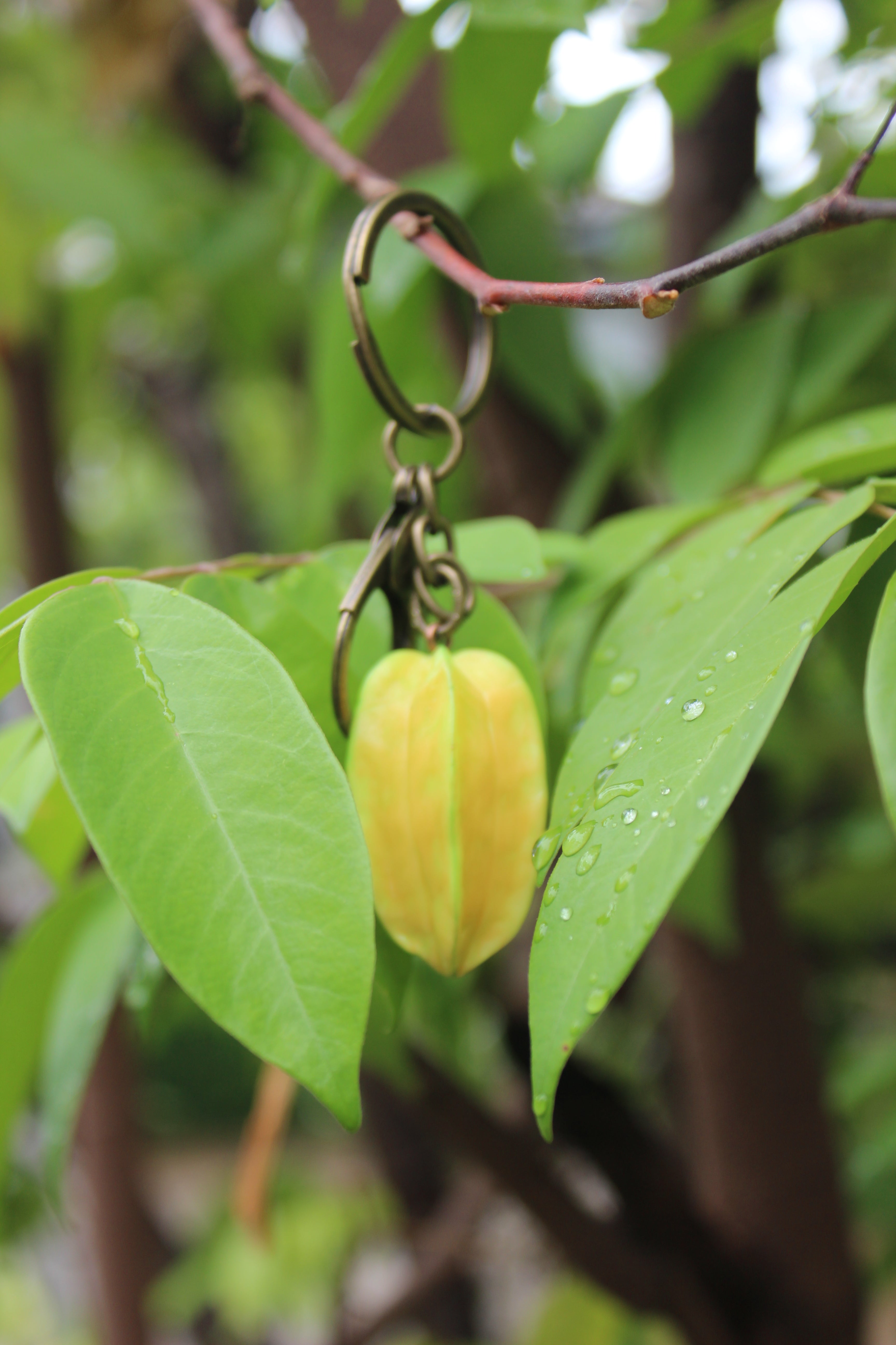 Starfruit Brass Keychain